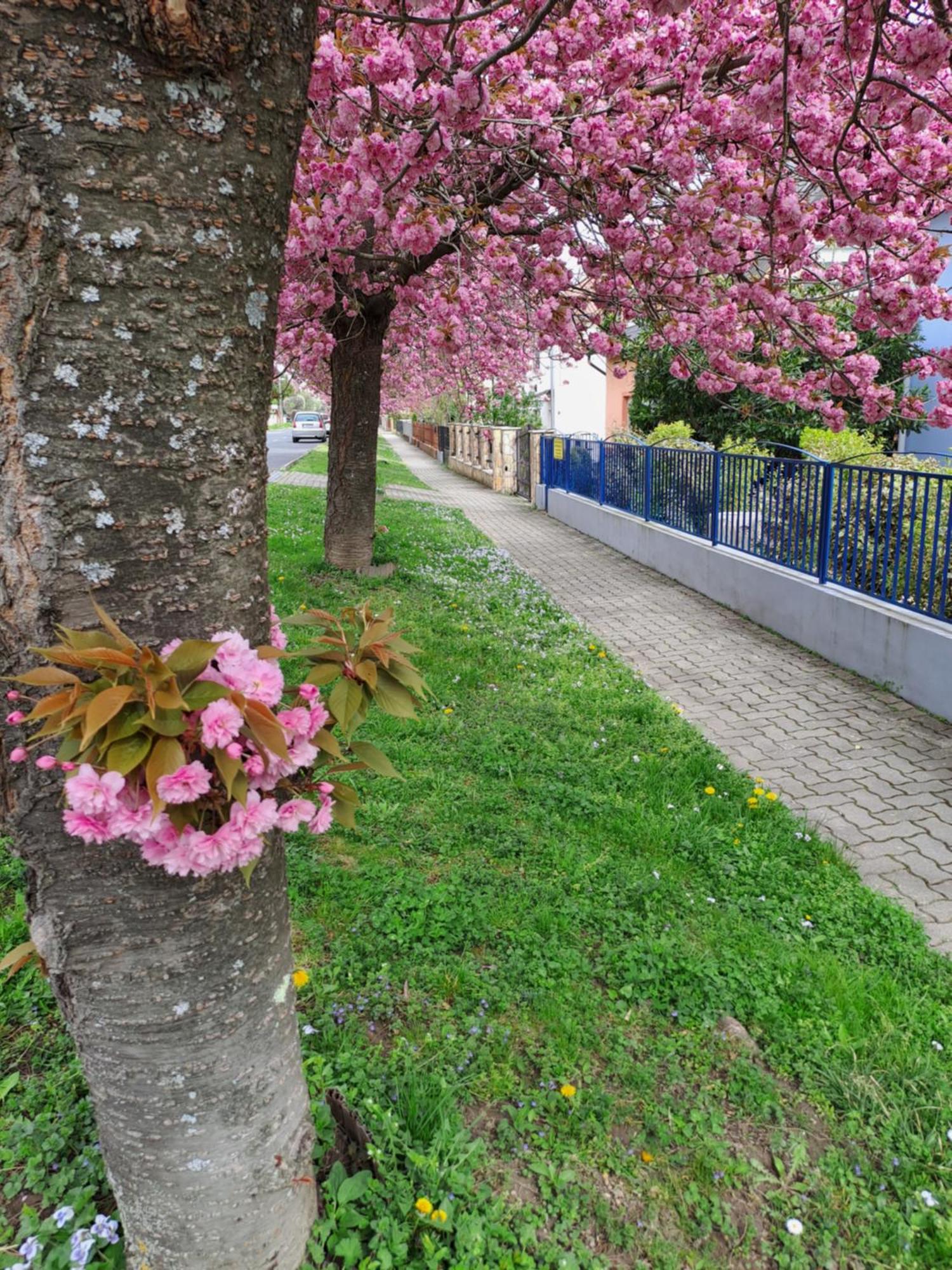 Laguna Apartmanház Hévíz Exterior foto
